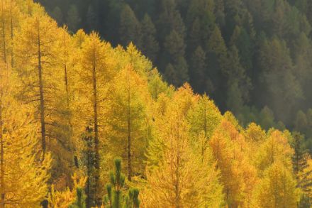 Mélèzes colorés dans la région de Veysonnaz