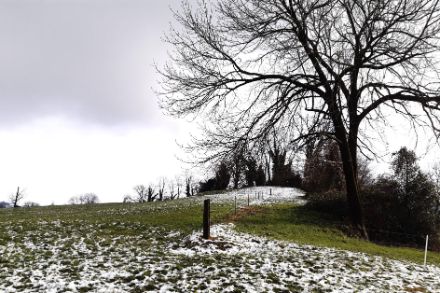 Arbre avec une prairie verte avec des taches de neige.