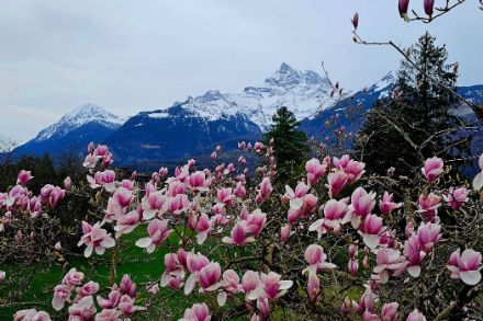 Photo d'un magnolia en fleur au premier plan avec les Dents du Midi en arrière plan.