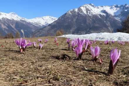 Des crocus roses sur une prairie alpine sèche devant des montagnes légèrement enneigées