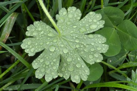 Gouttelettes d’eau déposées sur une feuille après la pluie, le 5 mai 2025 dans la région de Berne. (Observations météo/App)