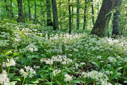 Champ d'ail des ours dans une forêt de hêtres.
