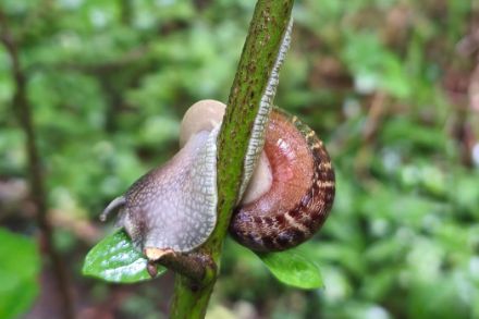 Escargot en équilibre sur une tige. (Source: Observations météo, application MétéoSuisse)