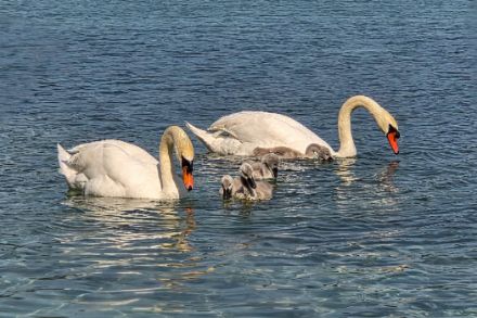 une famille de cygnes dans un lac
