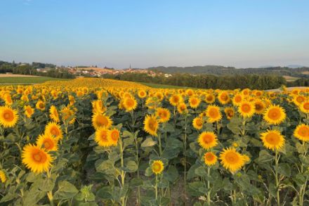 Champ de tournesols