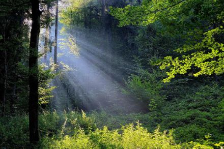 Rayons solaires dans la forêt 