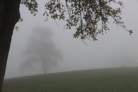 Brouillard dans la région du Hüttnersee (ZH).